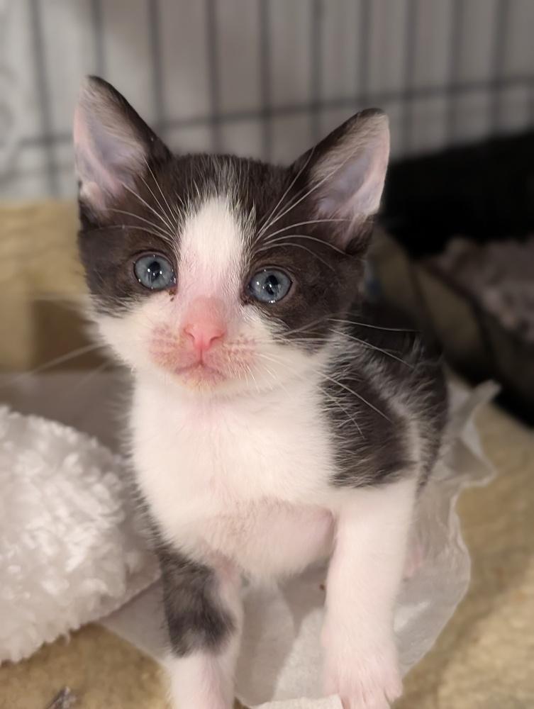 Enlarge Poppy, a Adoptable Domestic Short Hair in Fremont, CA image 3/6