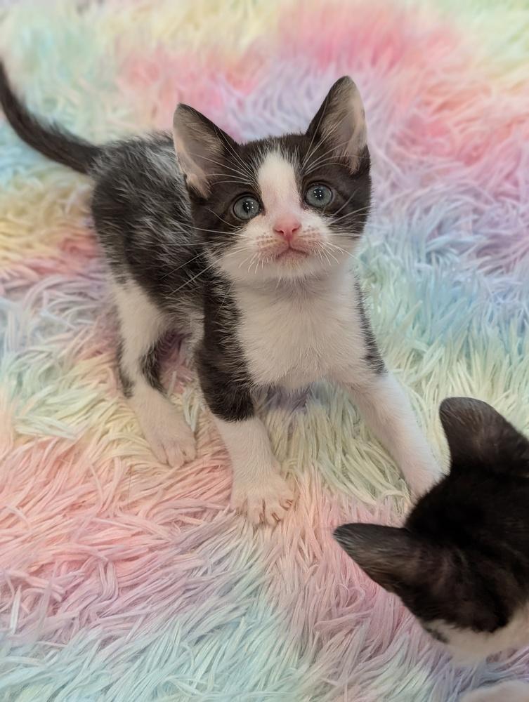 Poppy, Adoptable, Kitten Female Domestic Short Hair.