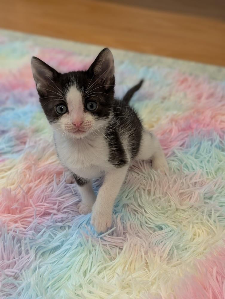 Enlarge Poppy, a Adoptable Domestic Short Hair in Fremont, CA image 4/6