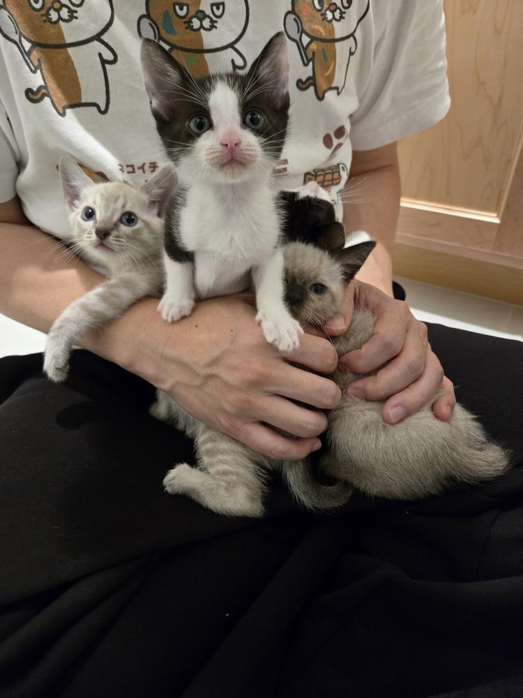 Enlarge Poppy, a Adoptable Domestic Short Hair in Fremont, CA image 5/6