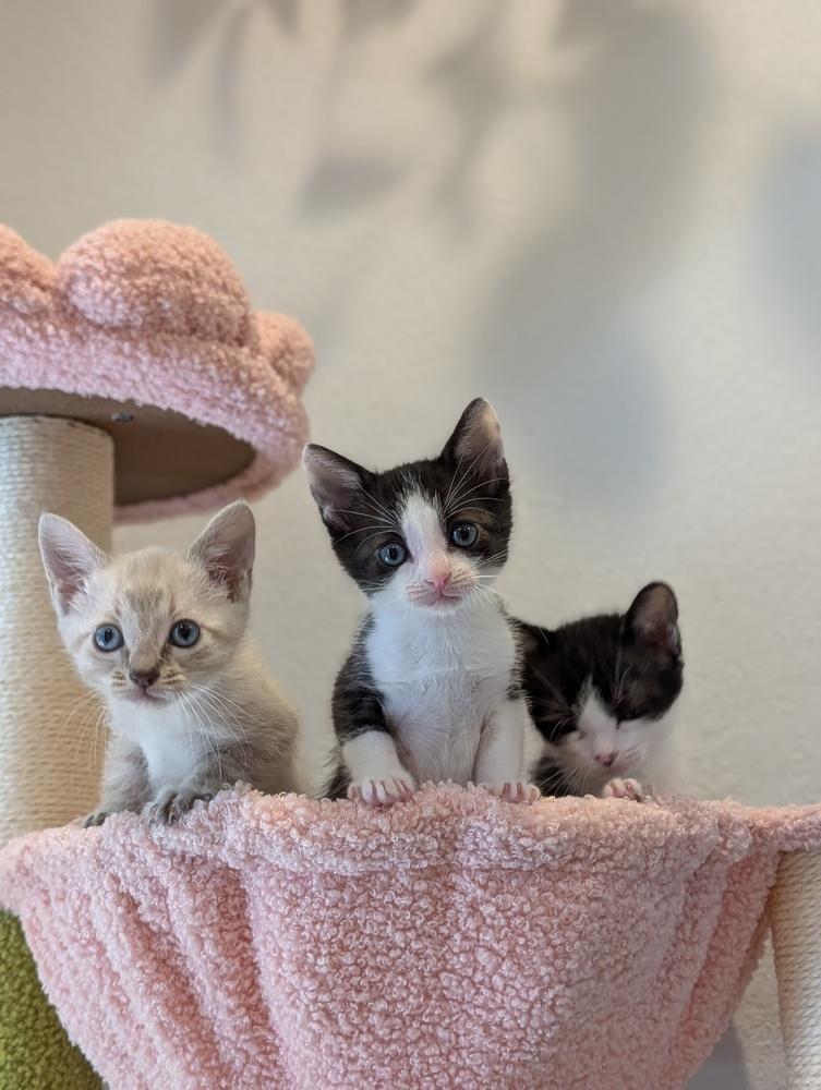 Enlarge Poppy, a Adoptable Domestic Short Hair in Fremont, CA image 6/6