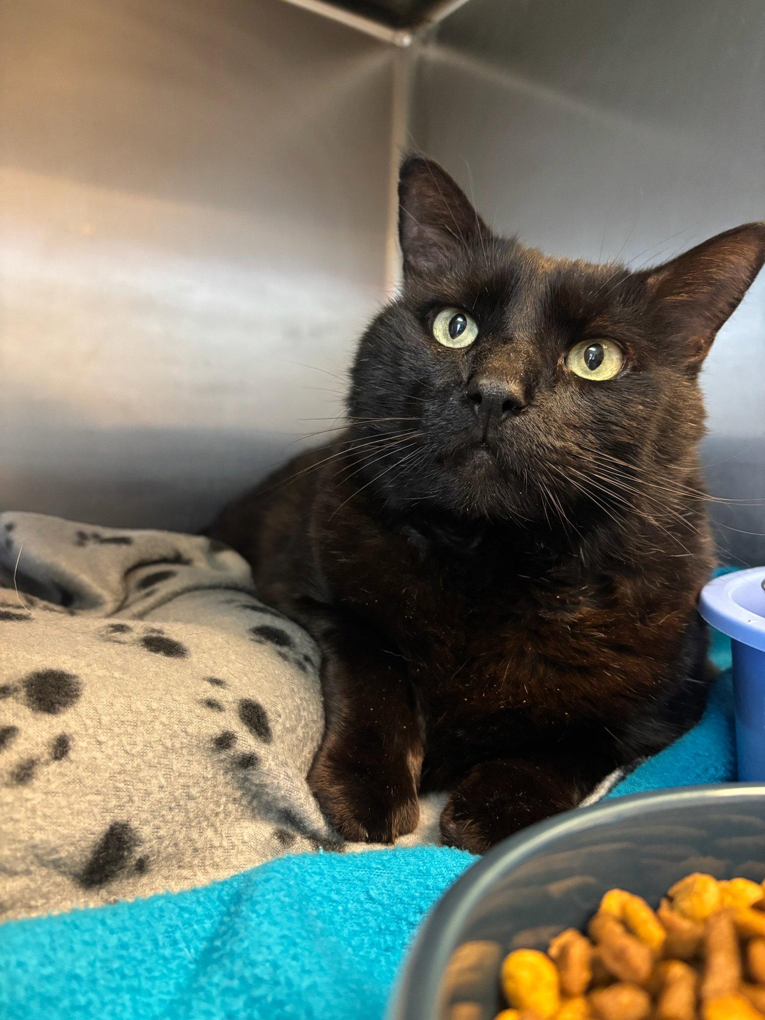 Enlarge Edgar Allen Poe, a Adoptable Domestic Short Hair in Hopewell, VA image 1/2