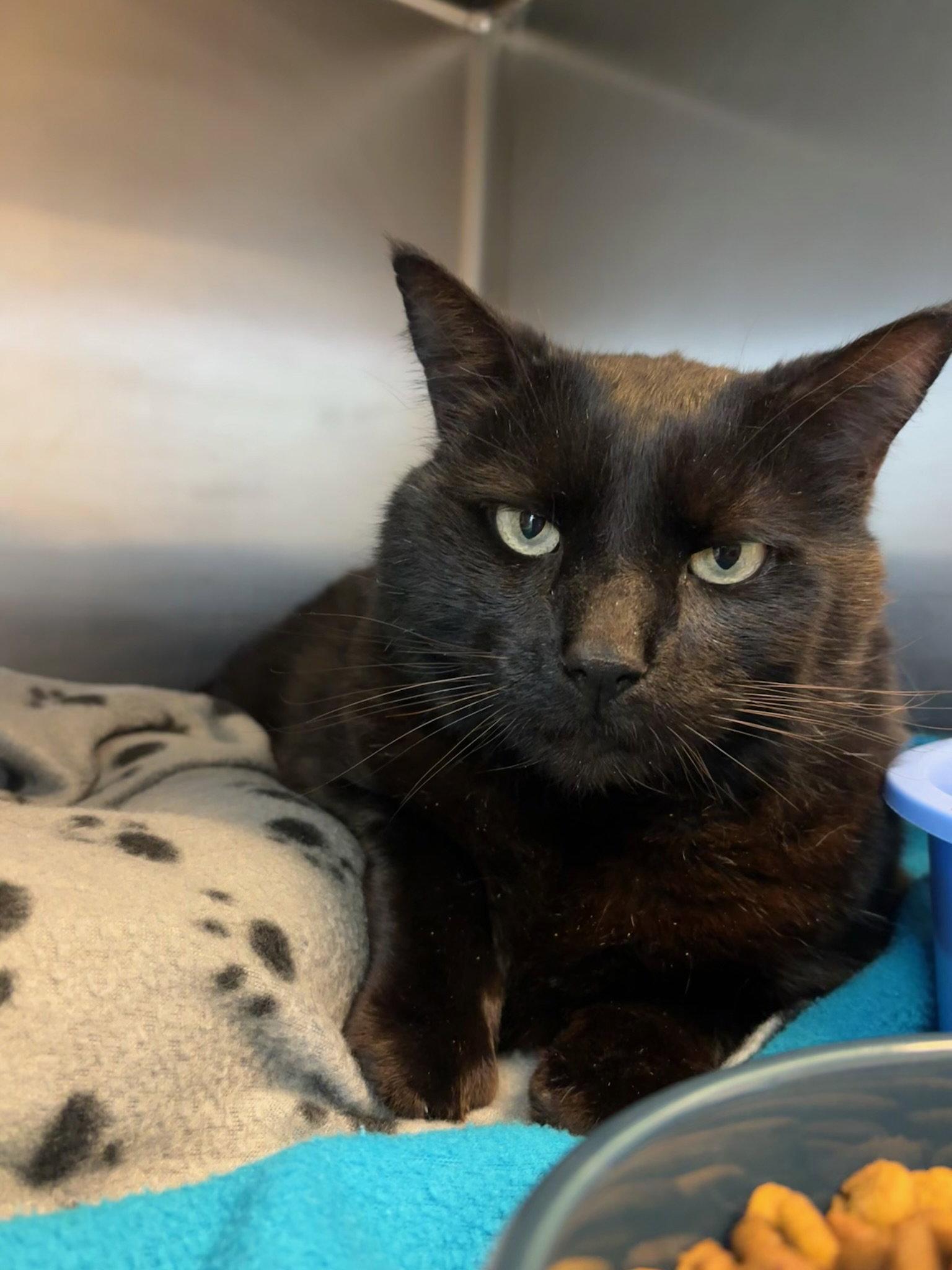 Enlarge Edgar Allen Poe, a Adoptable Domestic Short Hair in Hopewell, VA image 2/2