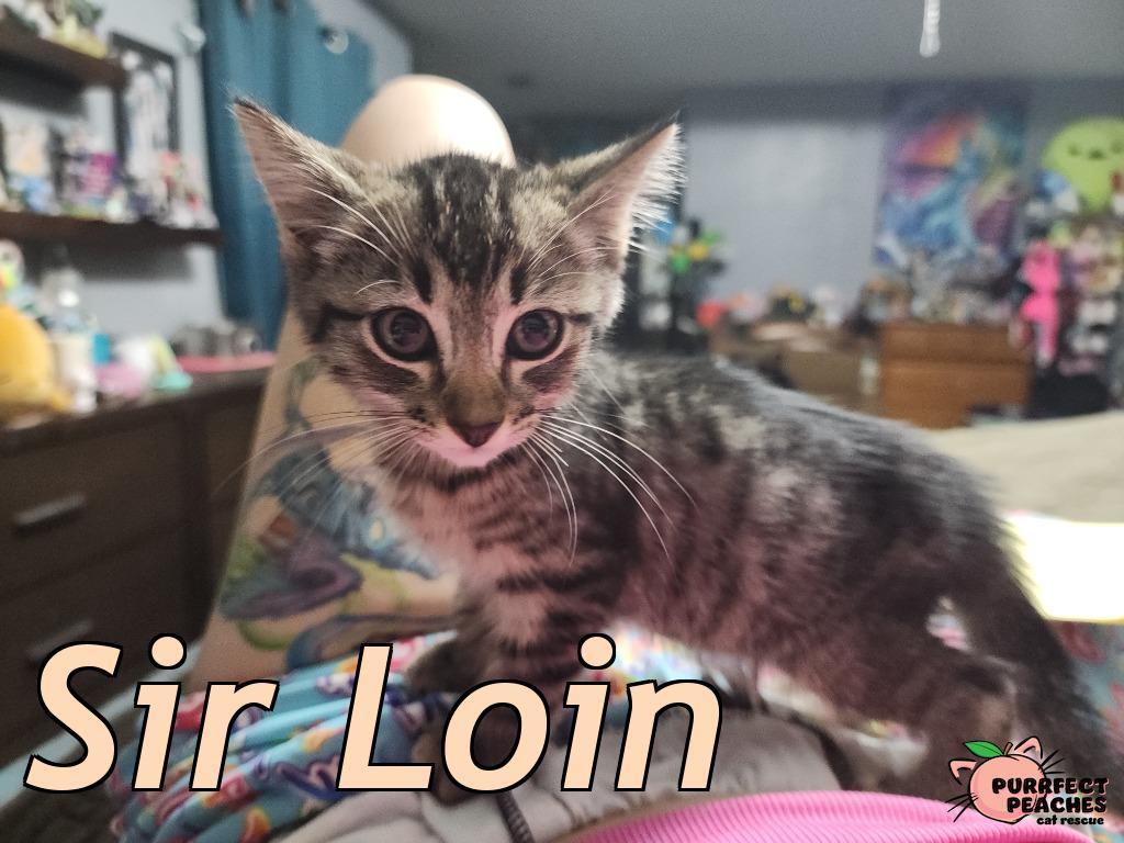 Sir Loin, Adoptable, Kitten Male Domestic Short Hair.
