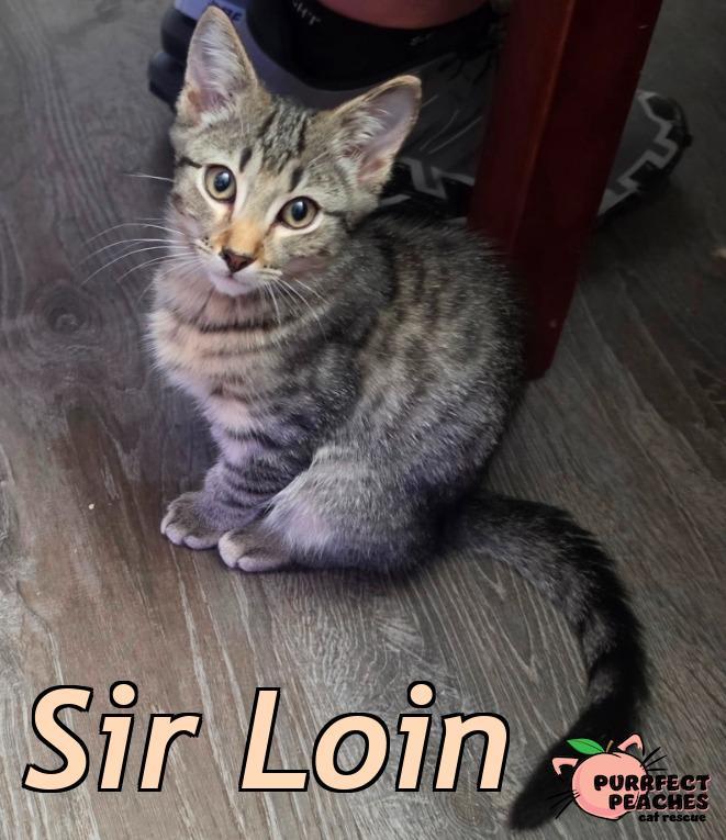 Enlarge Sir Loin, a Adoptable mixed breed in Douglasville, GA image 4/5