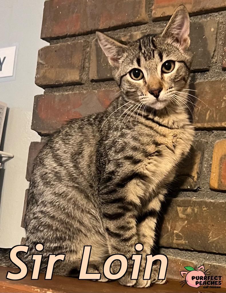Enlarge Sir Loin, a Adoptable mixed breed in Douglasville, GA image 5/5