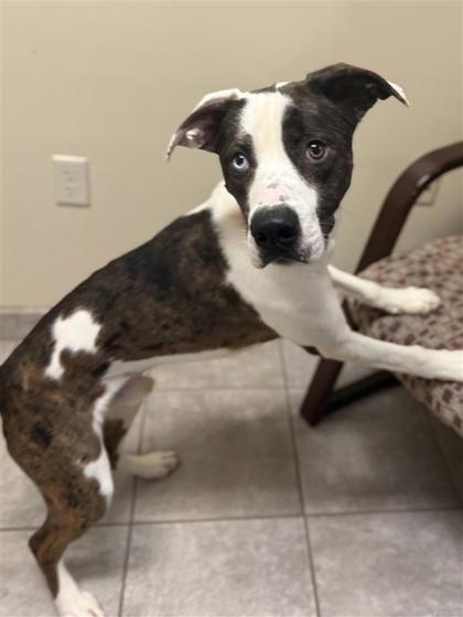 Enlarge Gunner, a Adoptable mixed breed in Hutchinson, KS image 1/3