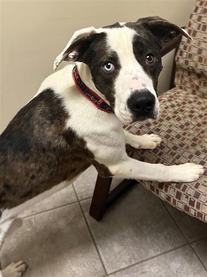 Enlarge Gunner, a Adoptable mixed breed in Hutchinson, KS image 2/3
