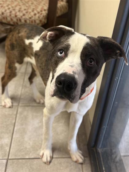 Enlarge Gunner, a Adoptable mixed breed in Hutchinson, KS image 3/3
