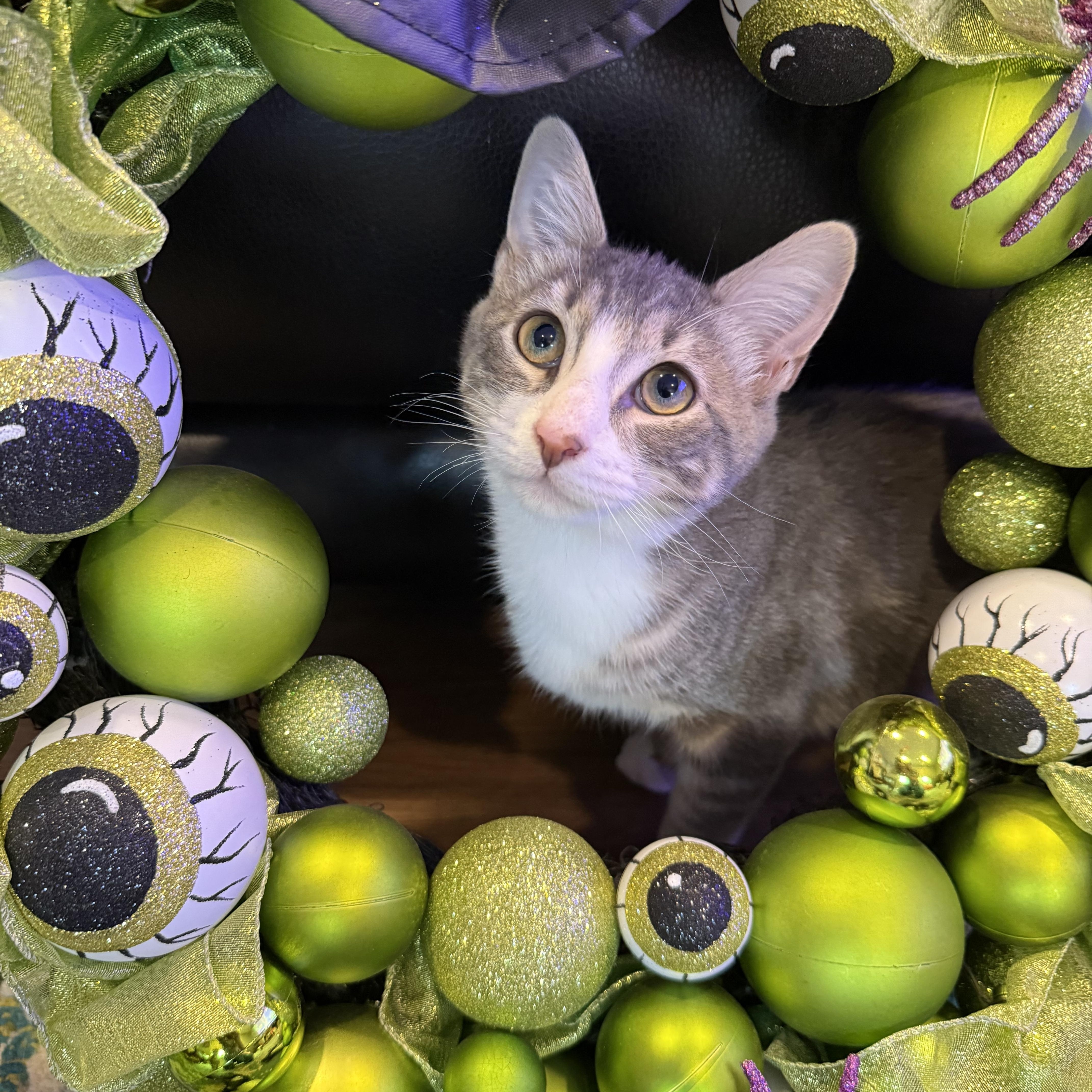 Enlarge Monster, a Adoptable Domestic Short Hair in Port Jefferson Station, NY image 1/1