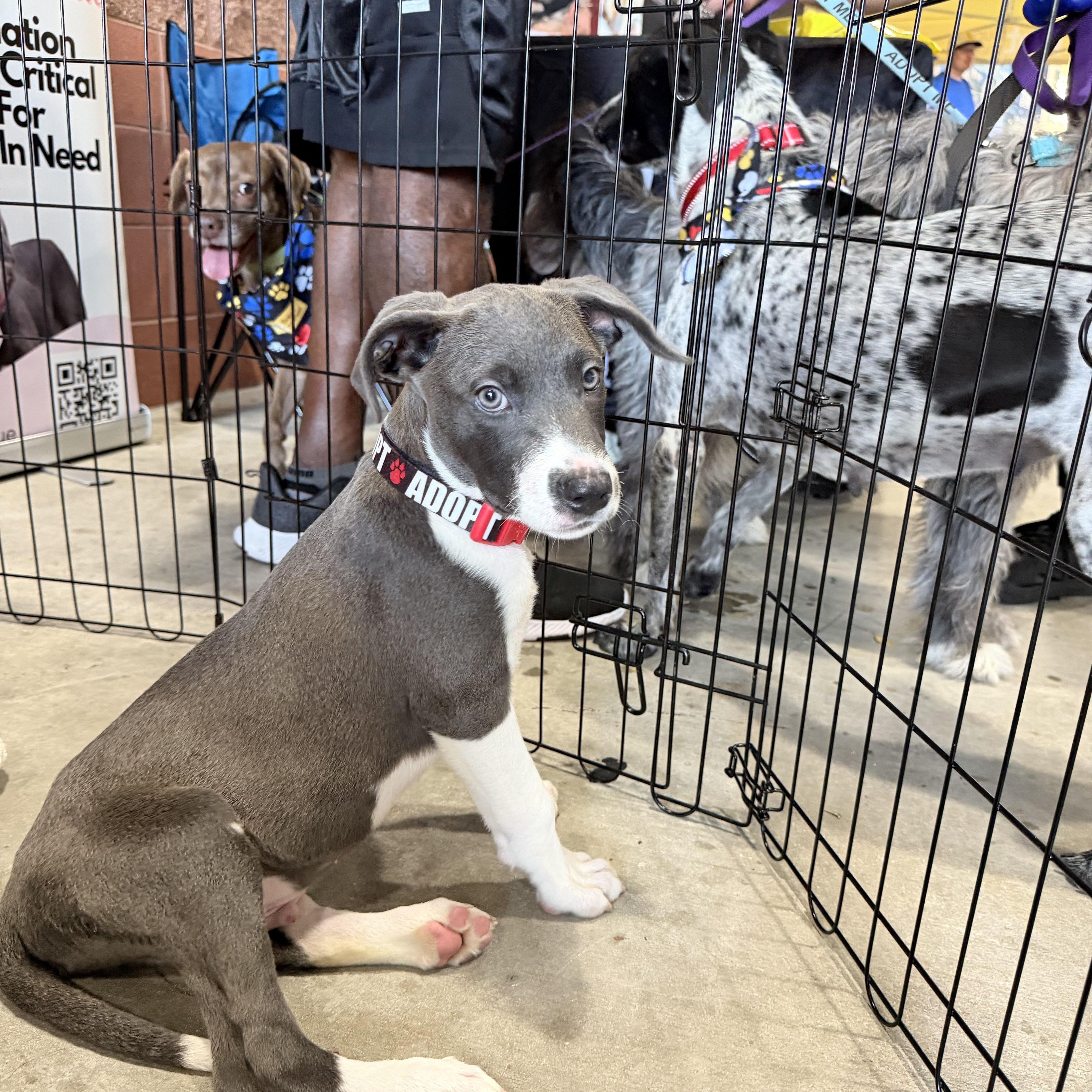 Buzz, adopted, Puppy Male Pit Bull Terrier.