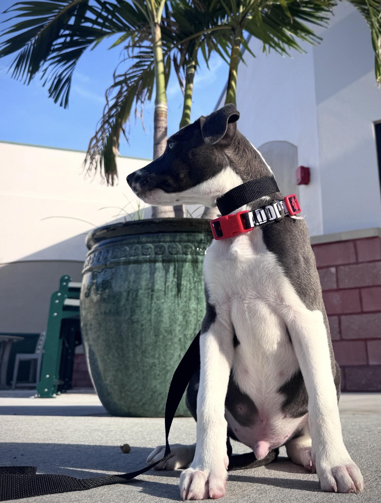 Buzz, an adopted mixed breed in Palm springs, FL image 2/3