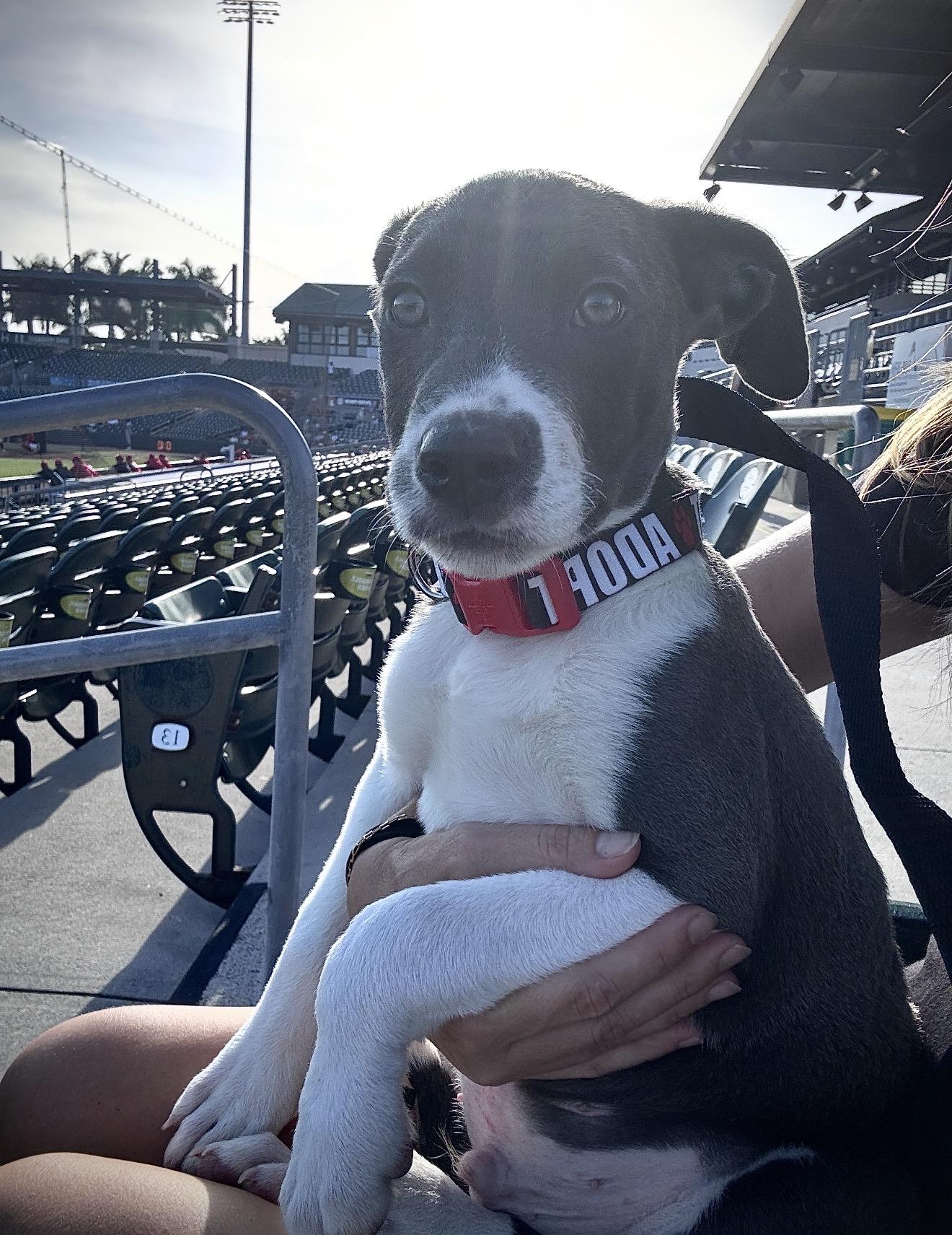 Buzz, an adopted mixed breed in Palm springs, FL image 3/3
