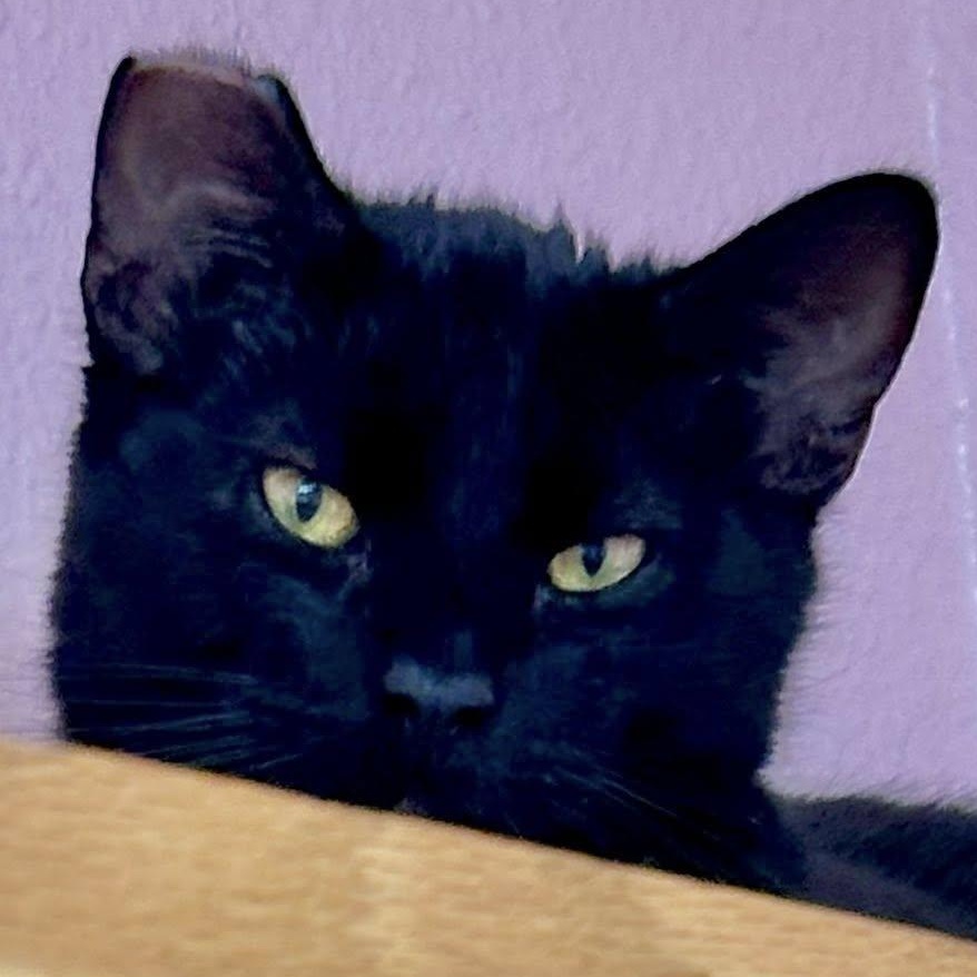 Batty, Adoptable, Young Male Domestic Short Hair.
