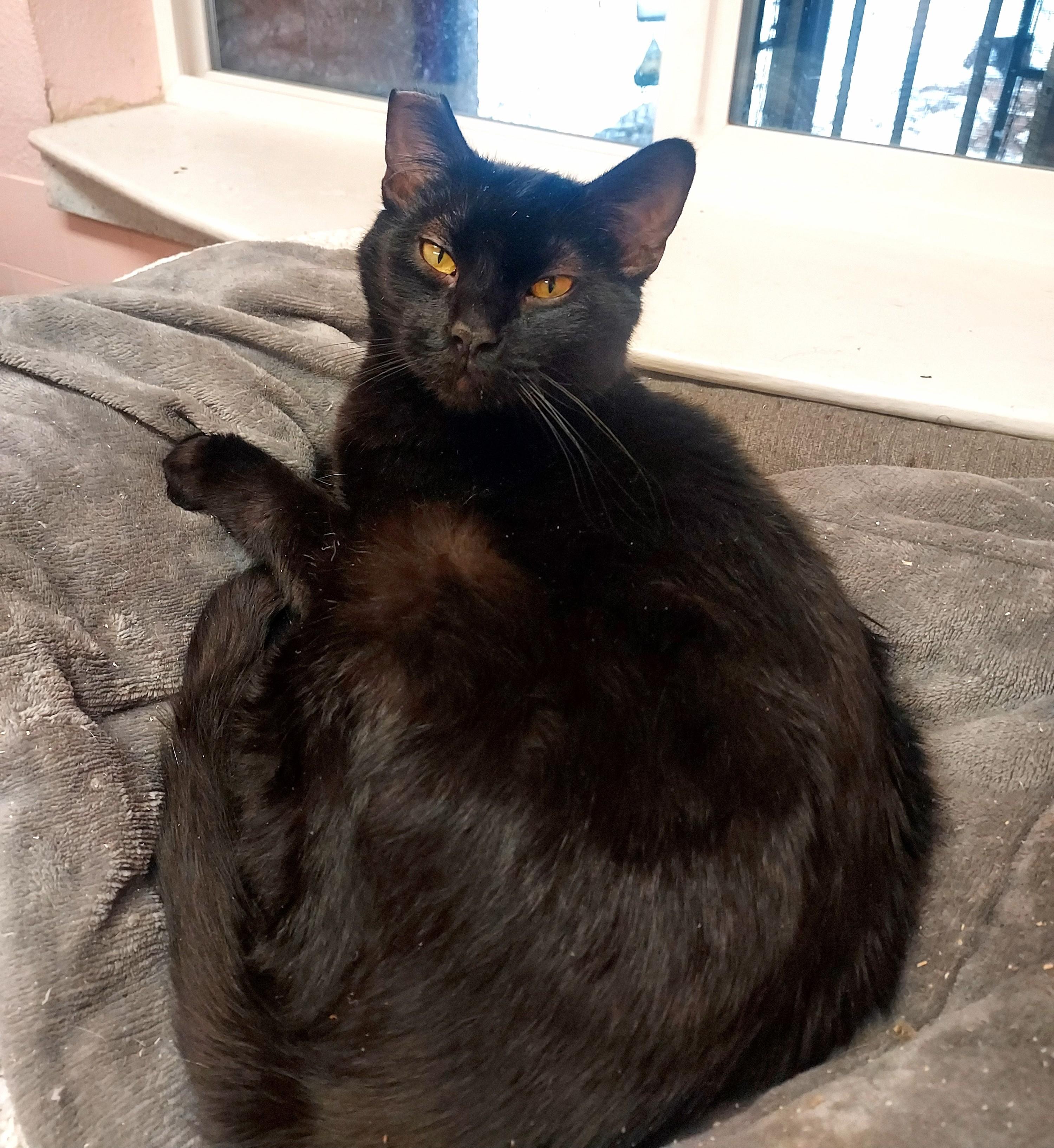 Enlarge Batty, a Adoptable Domestic Short Hair in Libby, MT image 3/3