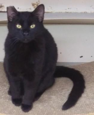 Batty, Adoptable, Young Male Domestic Short Hair.