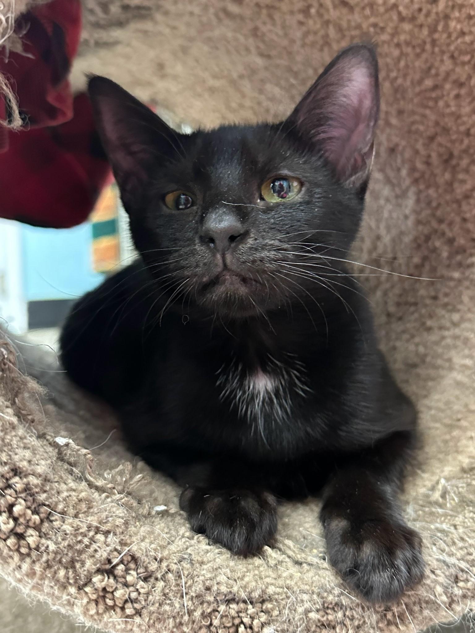 Sassy, Adoptable, Young Female Domestic Short Hair.