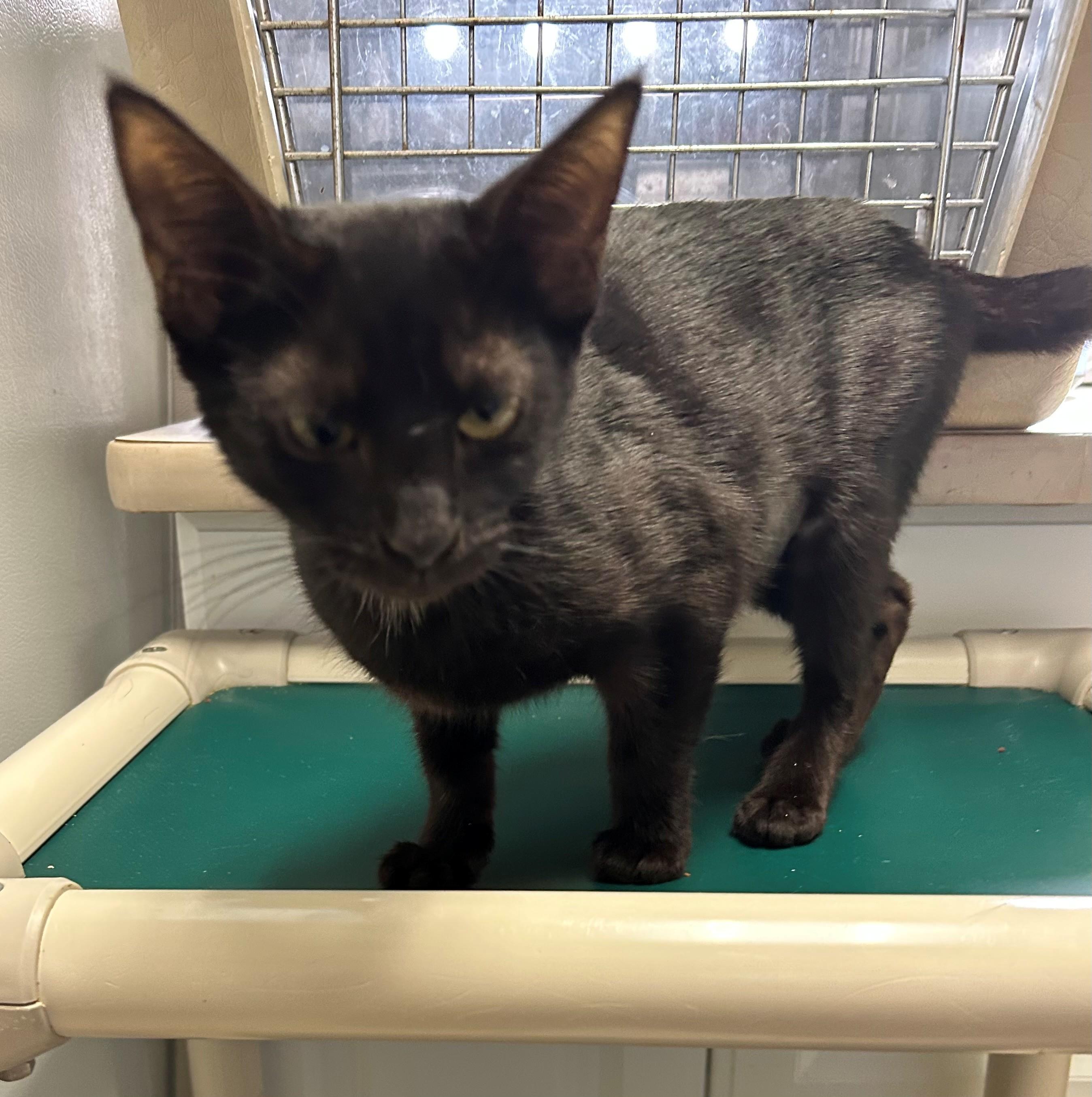 Enlarge Sassy, a Adoptable Domestic Short Hair in Margate, FL image 2/2