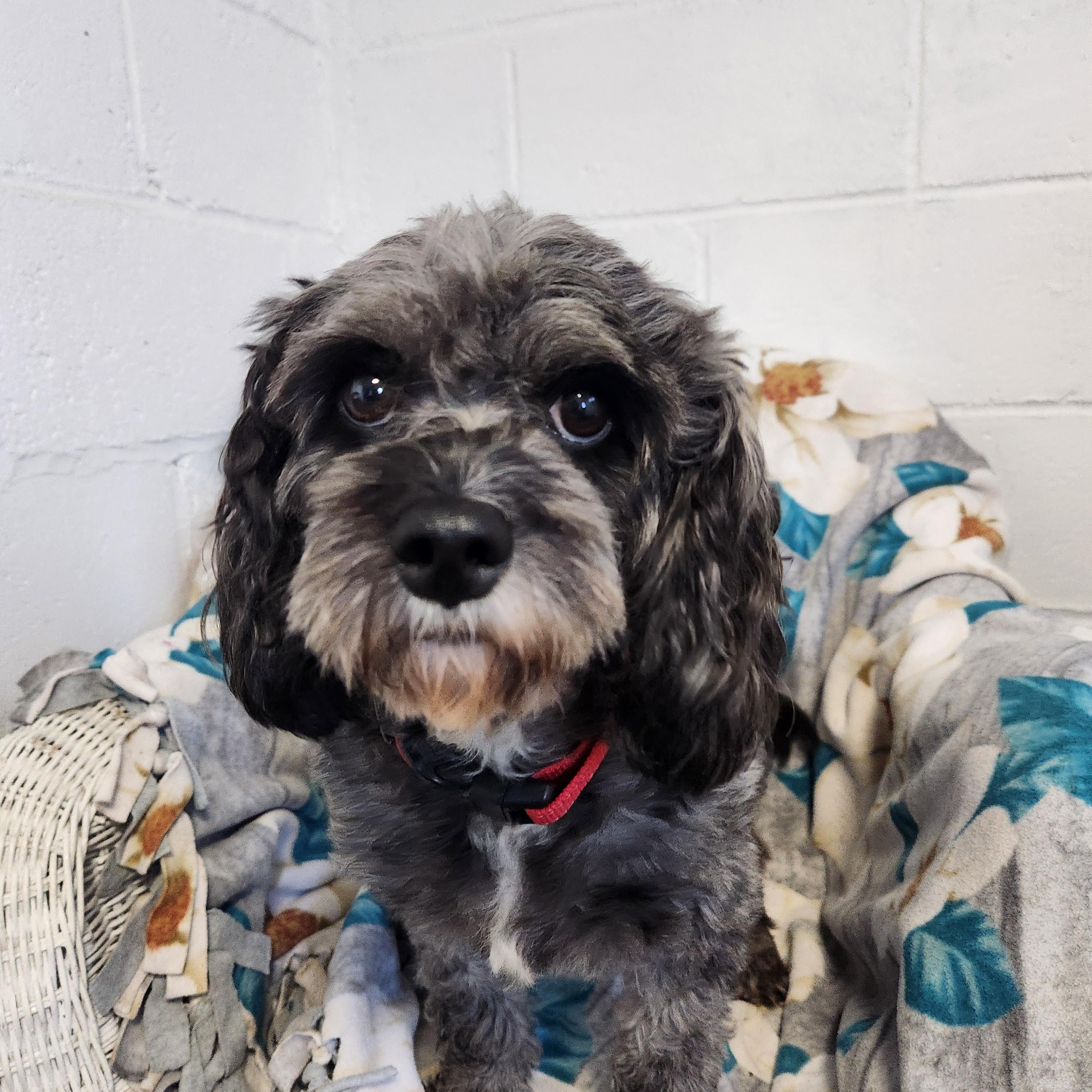 Enlarge Jada( cavapoo), a Adopted Cavapoo in Smithfield, PA image 1/1
