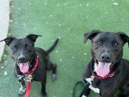 Enlarge Jack, a Adoptable Mixed Breed in Fruit Heights, UT image 1/6