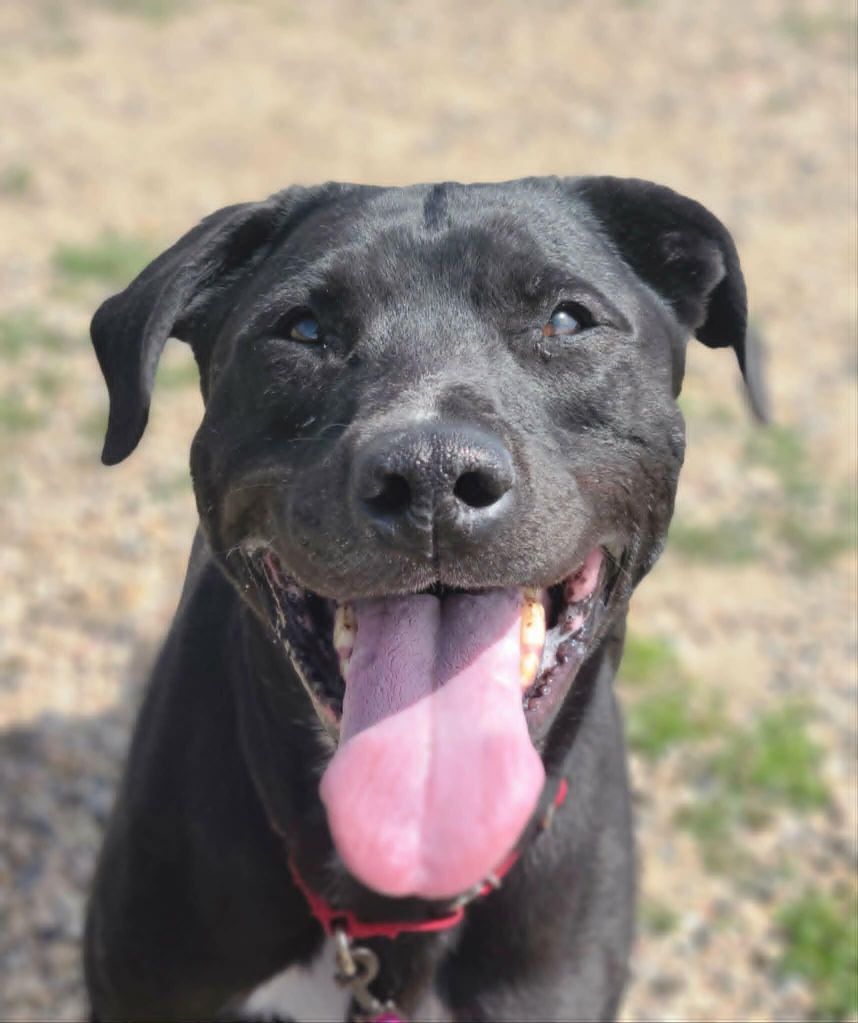 Enlarge Jack, a Adoptable Mixed Breed in Fruit Heights, UT image 2/6