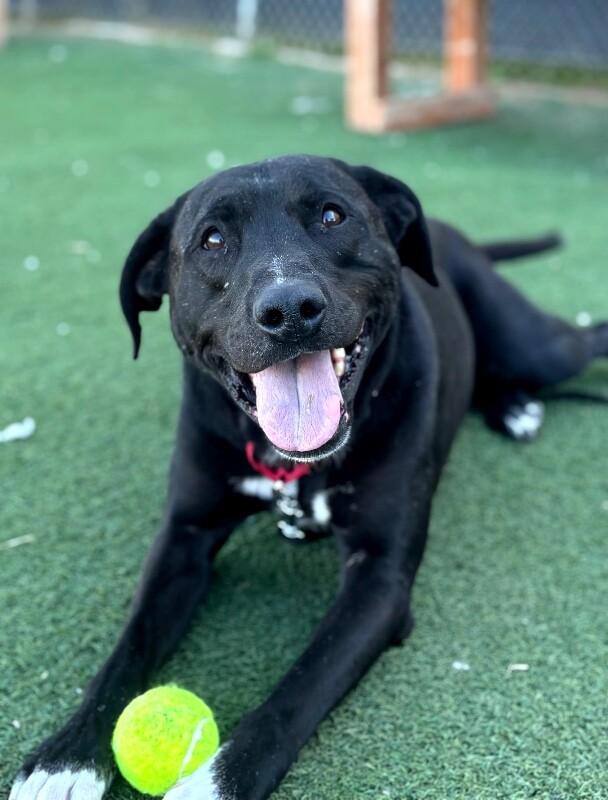Jack, Adoptable, Adult Male Mixed Breed.