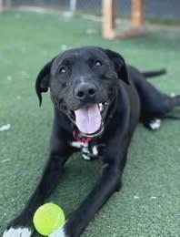 Enlarge Jack, a Adoptable Mixed Breed in Fruit Heights, UT image 3/6