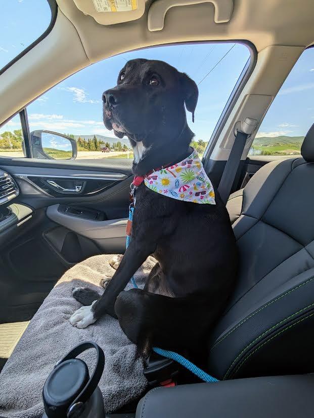 Jack, a Adoptable Mixed Breed in Fruit Heights, UT image 2/6