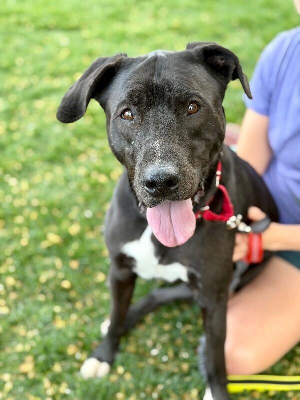 Enlarge Jack, a Adoptable Mixed Breed in Fruit Heights, UT image 4/6