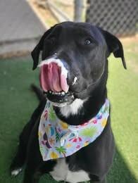 Jack, a Adoptable Mixed Breed in Fruit Heights, UT image 3/6