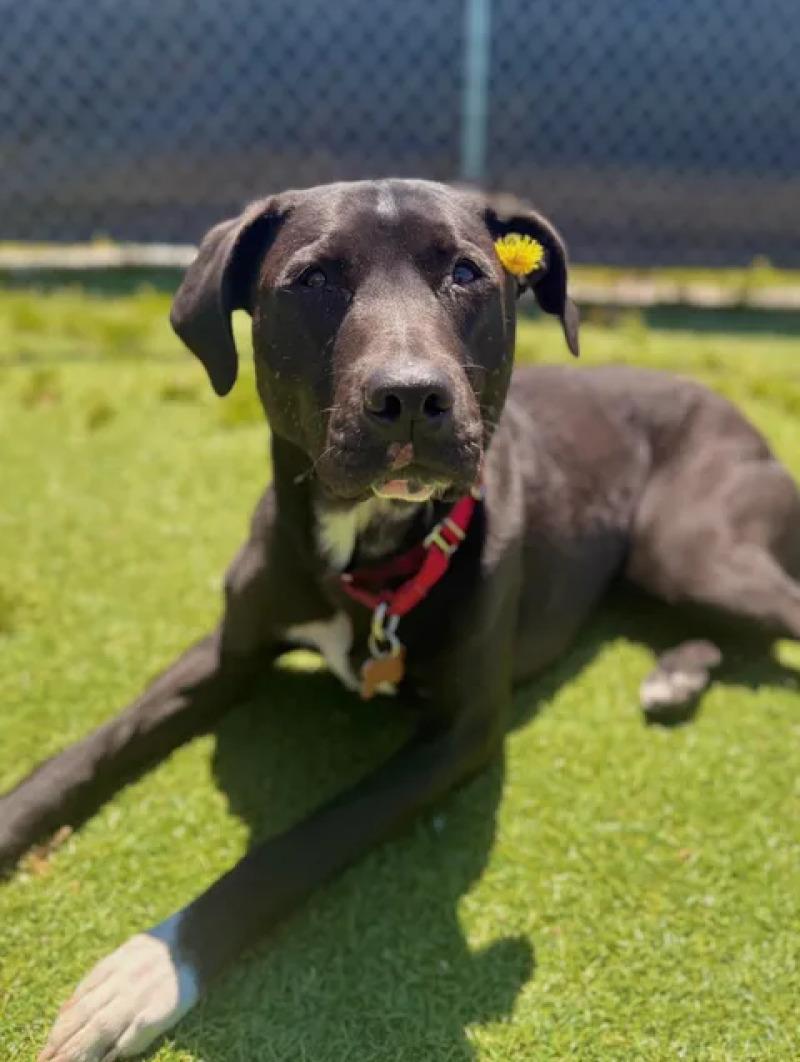 Jack, a Adoptable Mixed Breed in Fruit Heights, UT image 4/6
