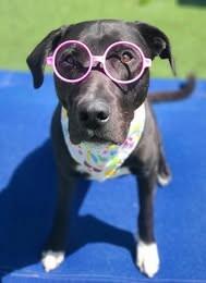 Jack, a Adoptable Mixed Breed in Fruit Heights, UT image 5/6