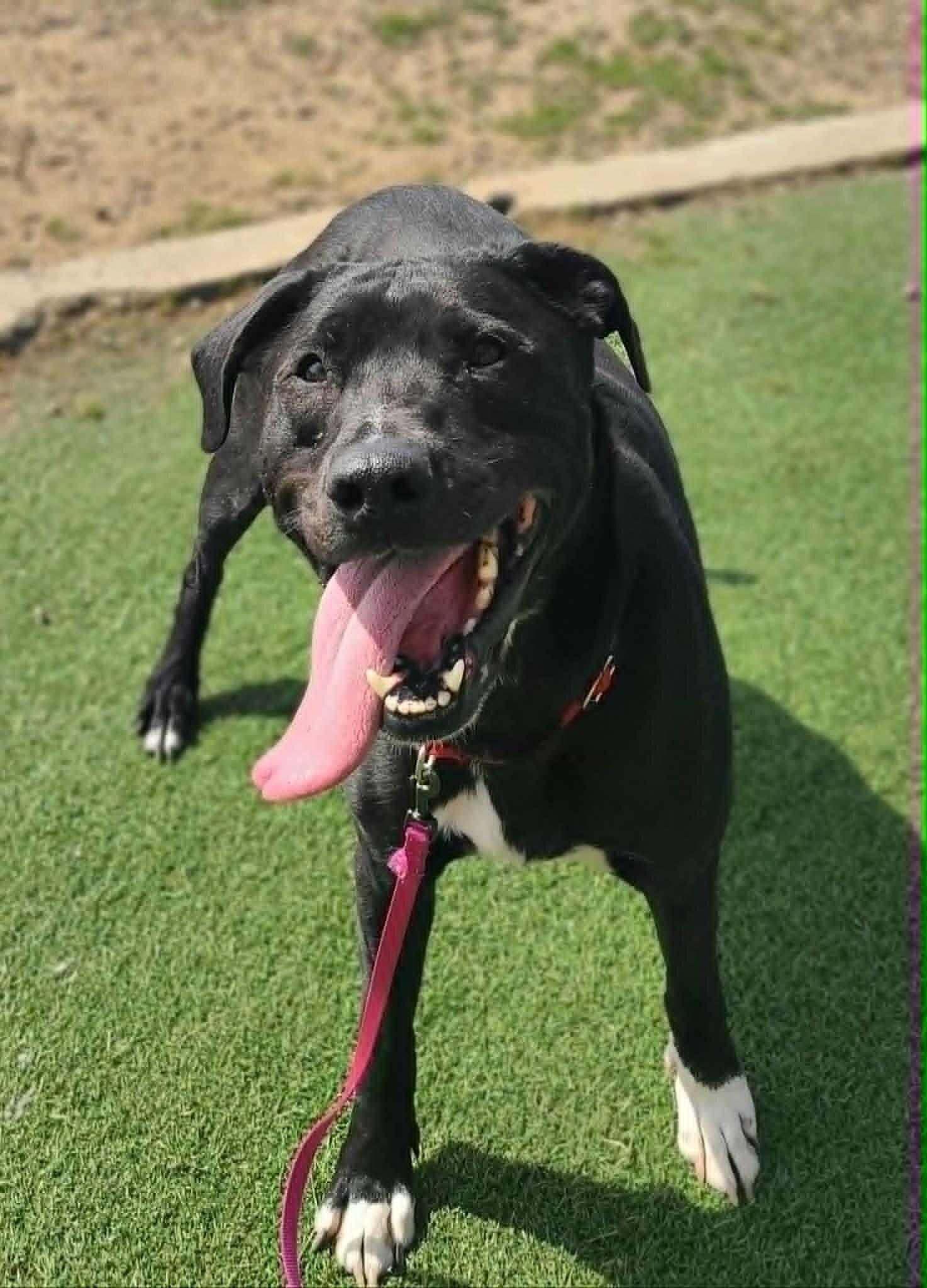 Enlarge Jack, a Adoptable Mixed Breed in Fruit Heights, UT image 5/6