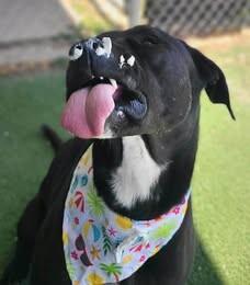Jack, a Adoptable Mixed Breed in Fruit Heights, UT image 6/6