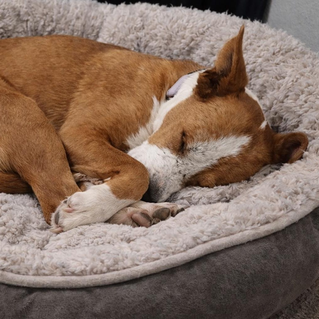 Penny (Sweet, Friendly, Dog-Loving Lab Mix)