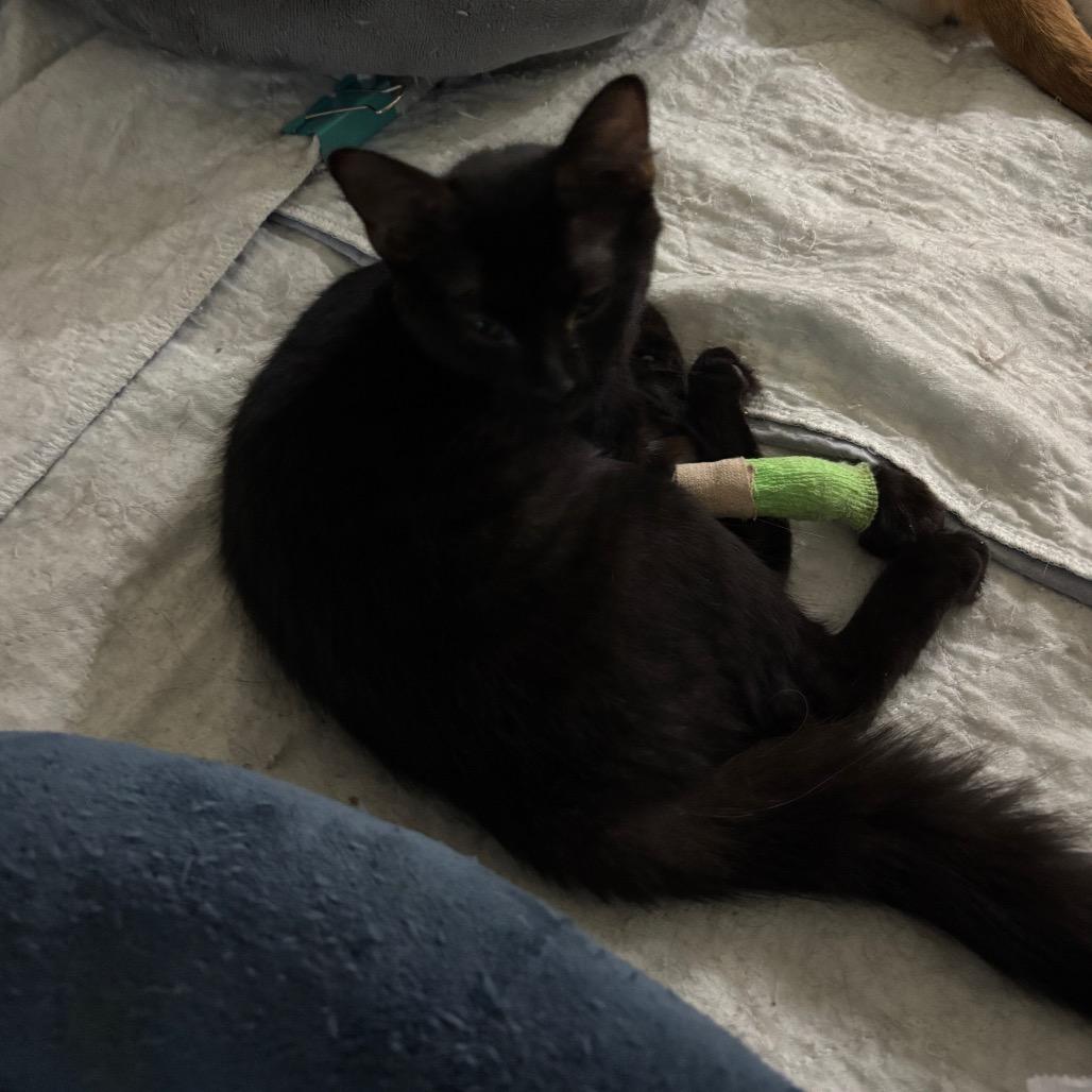 Finley, Adoptable, Kitten Female Domestic Short Hair.