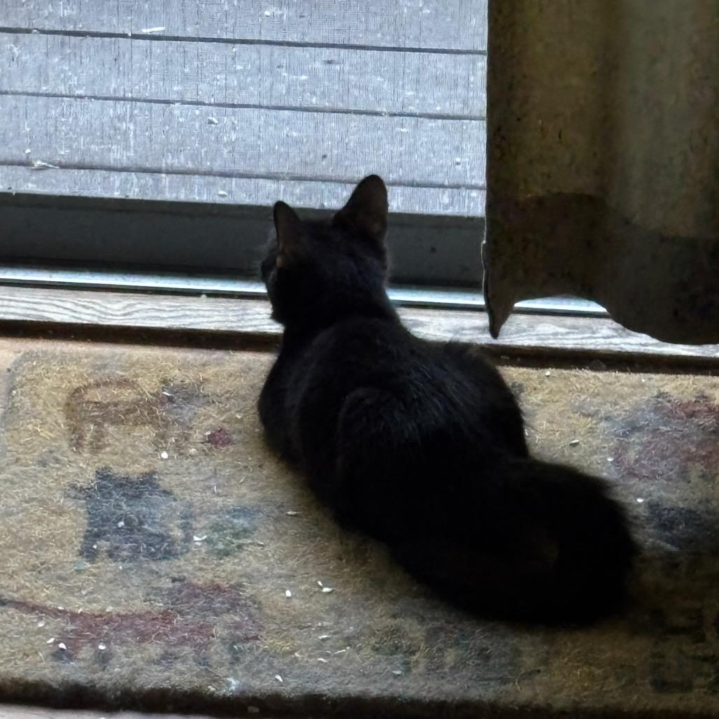 Enlarge Finley, a Adoptable Domestic Short Hair in Greenfield, IN image 2/3