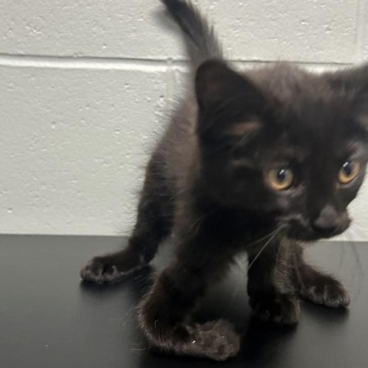 Enlarge Finley, a Adoptable Domestic Short Hair in Greenfield, IN image 3/3