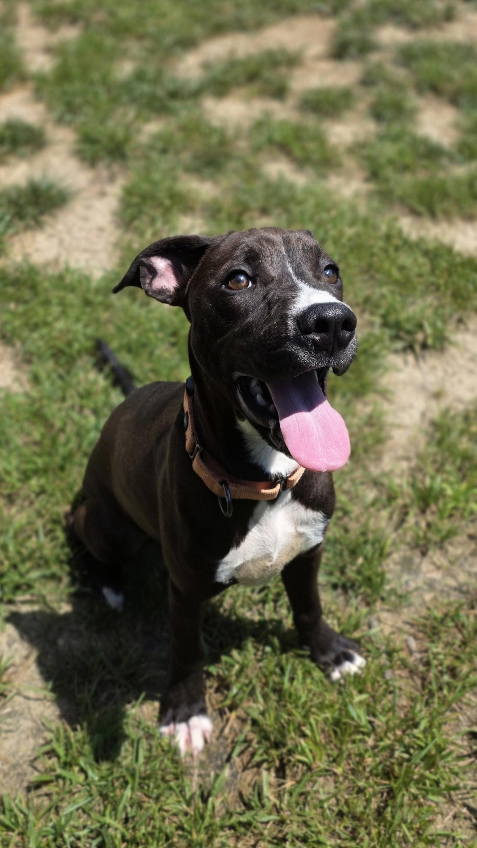 Enlarge Grass Hopper, a ADOPTABLE mixed breed in Shepherdsville, KY image 2/6