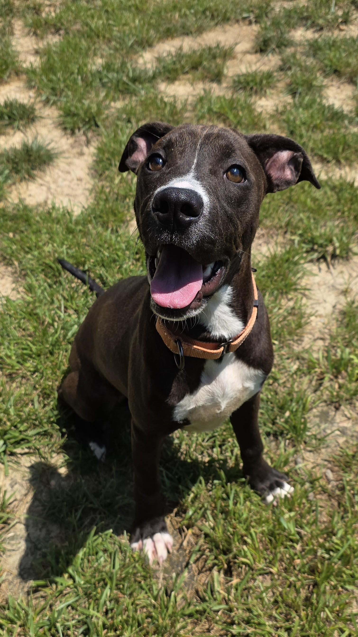 Enlarge Grass Hopper, a ADOPTABLE mixed breed in Shepherdsville, KY image 4/6