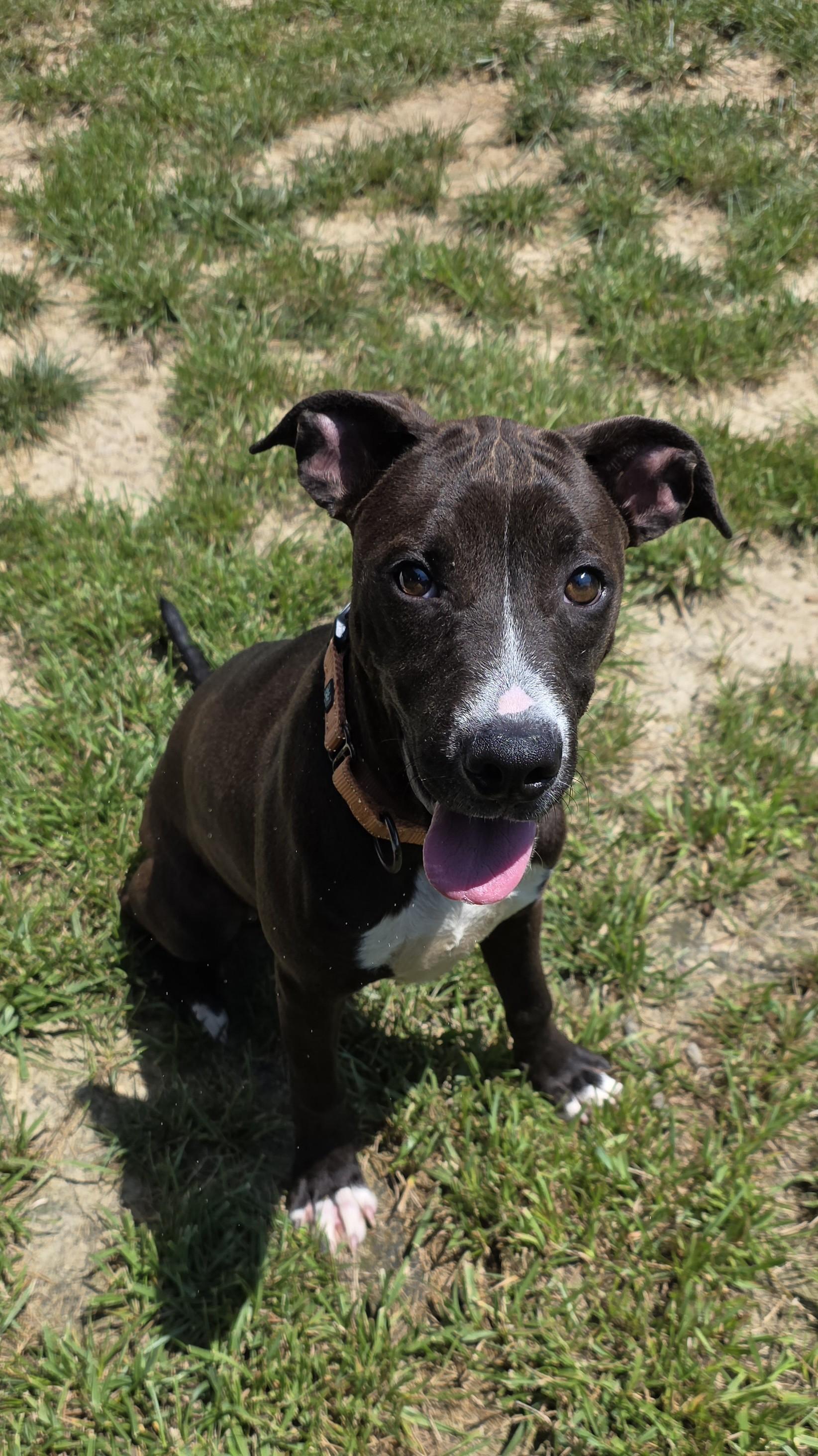 Enlarge Grass Hopper, a ADOPTABLE mixed breed in Shepherdsville, KY image 3/6