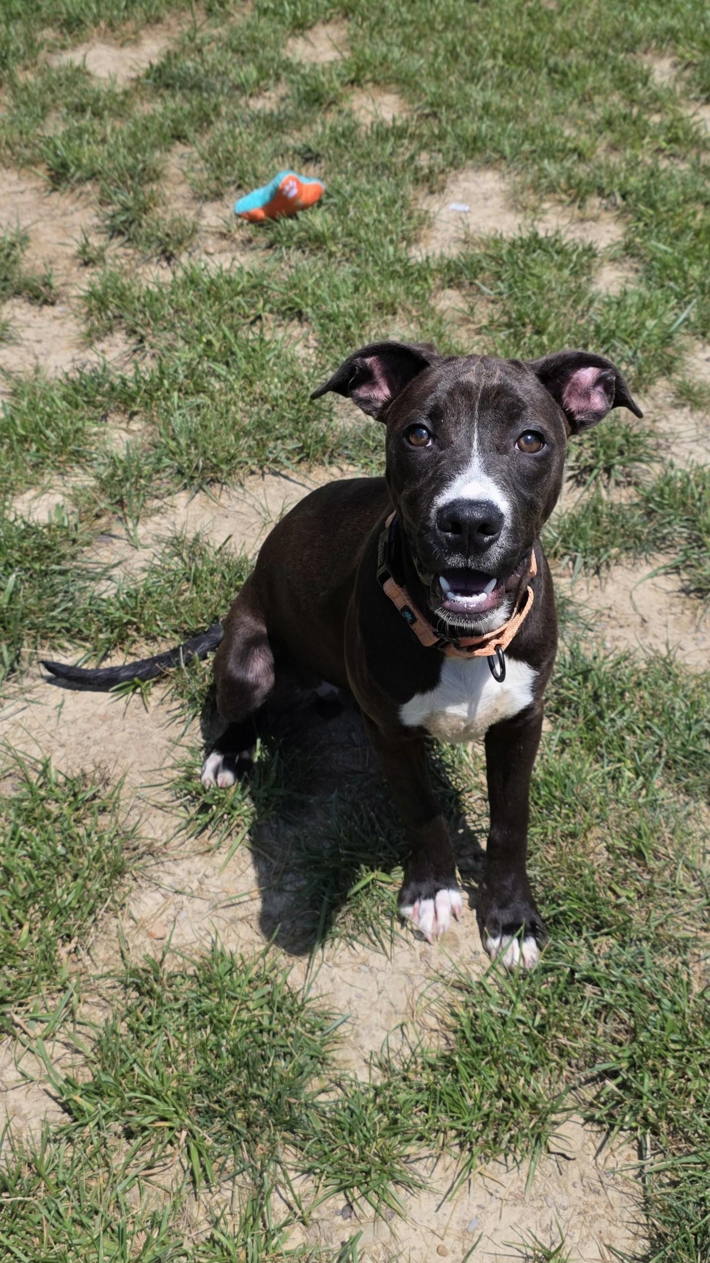 Enlarge Grass Hopper, a ADOPTABLE mixed breed in Shepherdsville, KY image 5/6