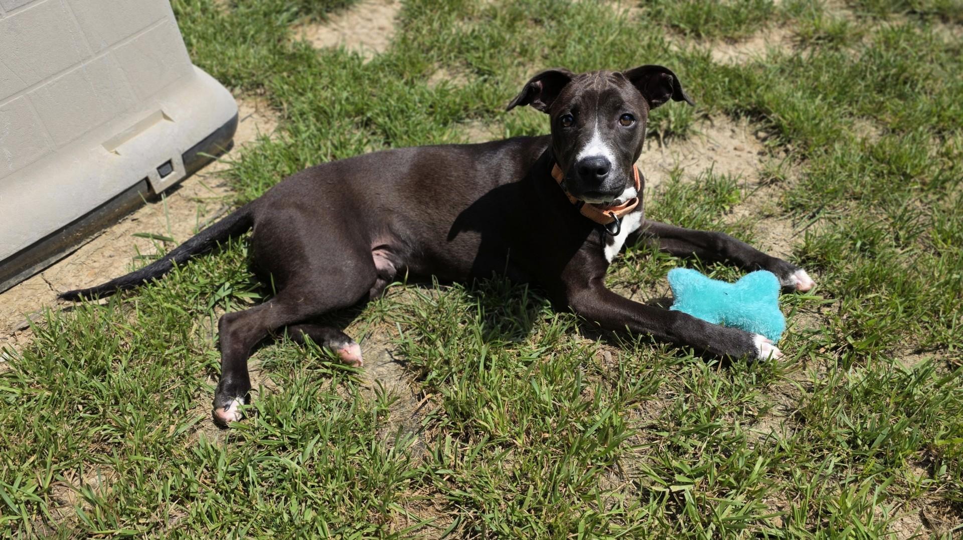 Enlarge Grass Hopper, a ADOPTABLE mixed breed in Shepherdsville, KY image 6/6