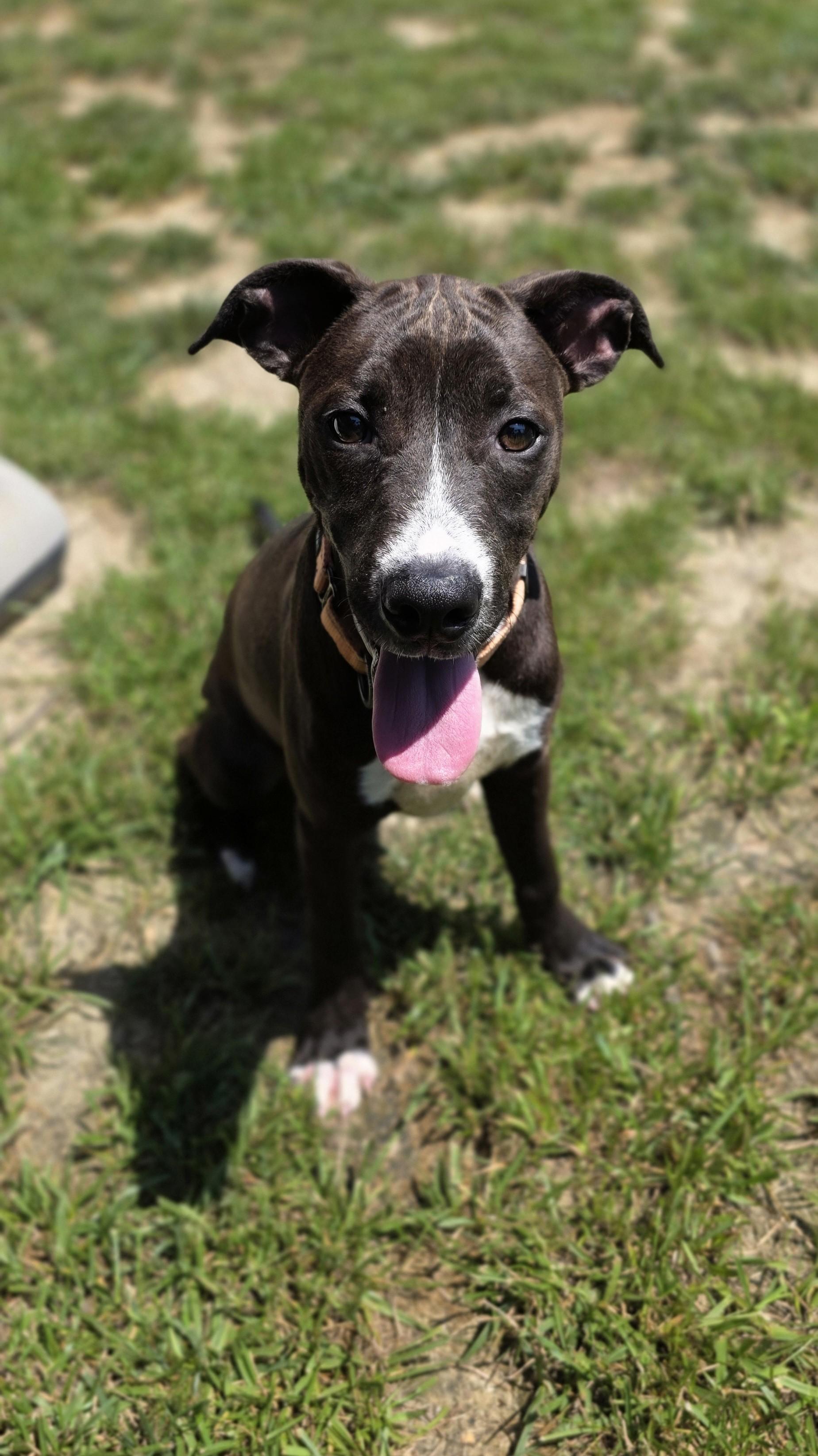 Grass Hopper, ADOPTABLE, Young Male Pit Bull Terrier.