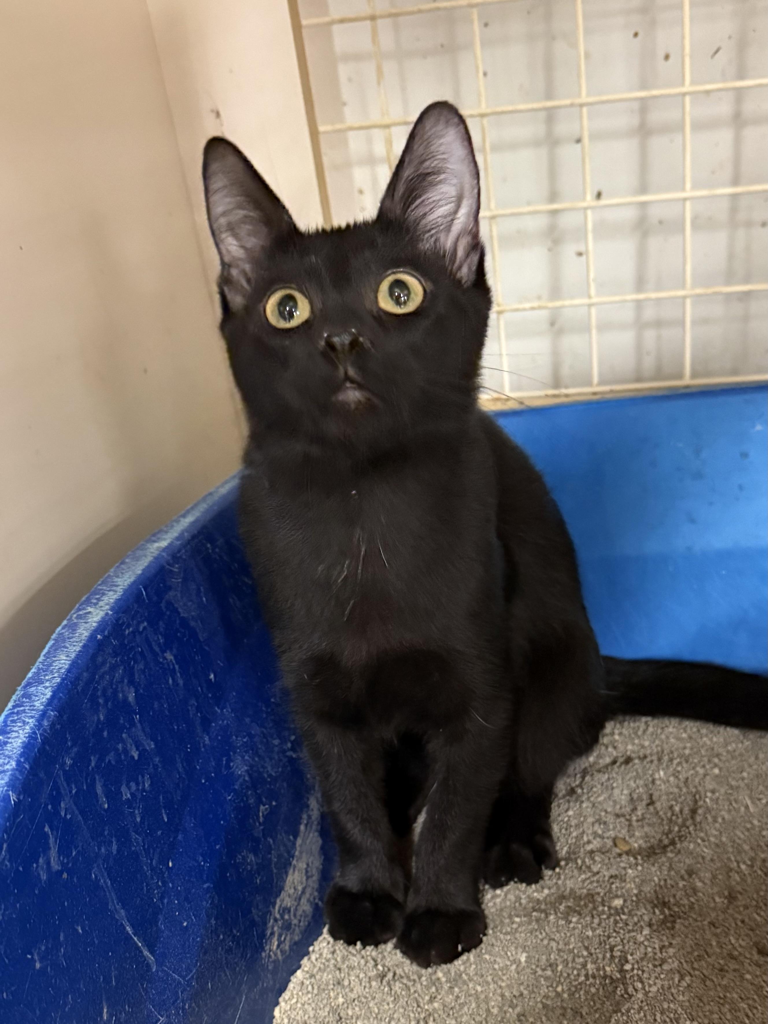 Isaac, an adopted Domestic Short Hair in Lake Ozark, MO image 1/4