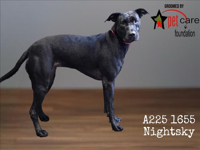 NIGHTSKY, Adoptable, Adult Female Pit Bull Terrier.