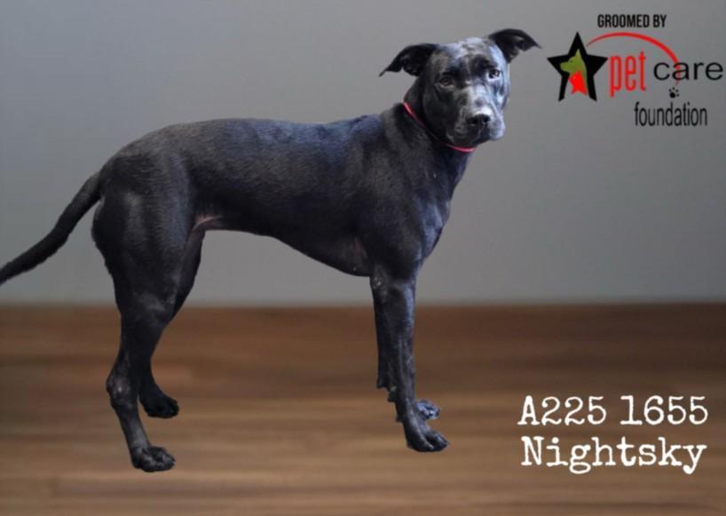 NIGHTSKY, Adoptable, Adult Female Pit Bull Terrier.