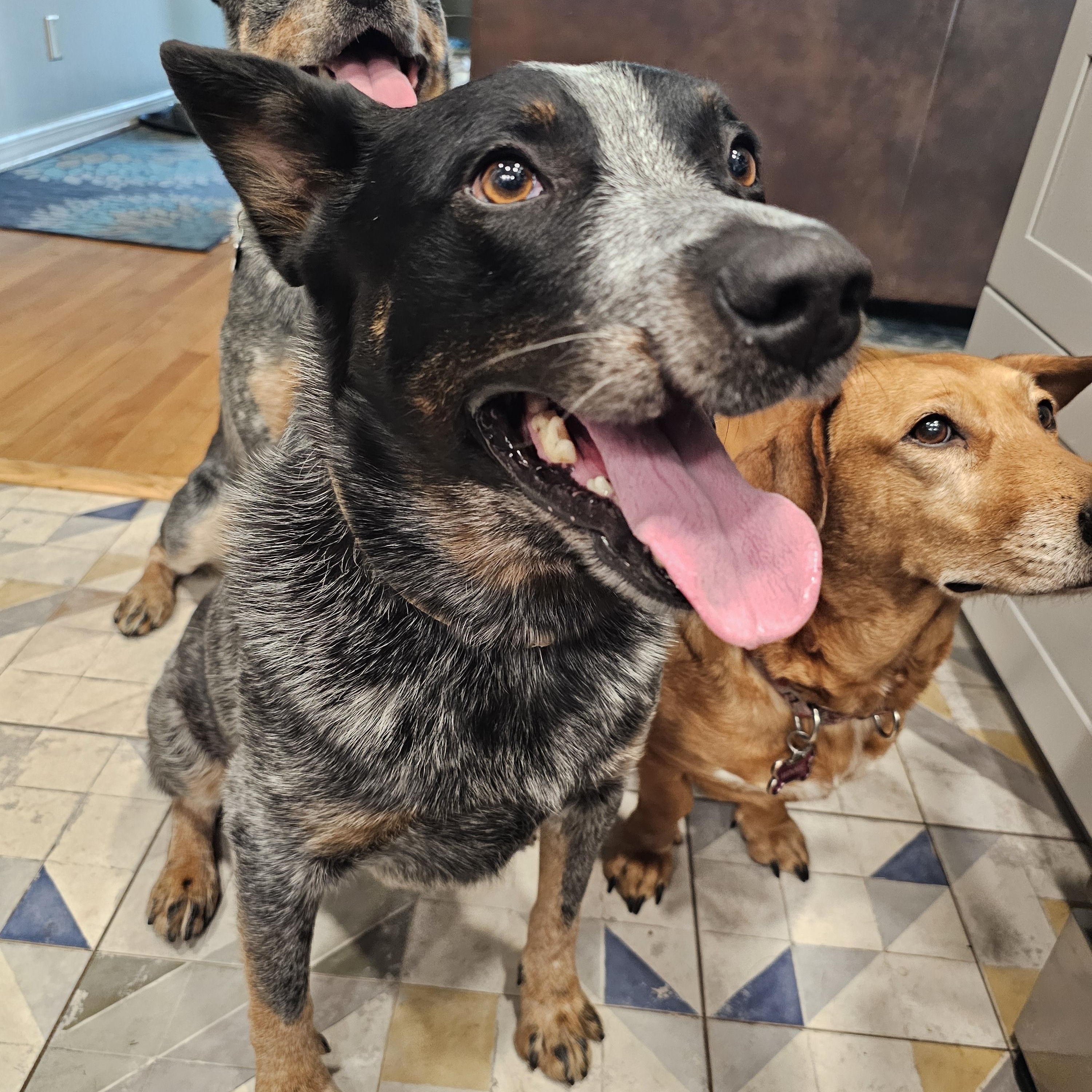 BENTLEY, a ADOPTABLE Australian Cattle Dog / Blue Heeler in Jacksonville, FL image 2/3