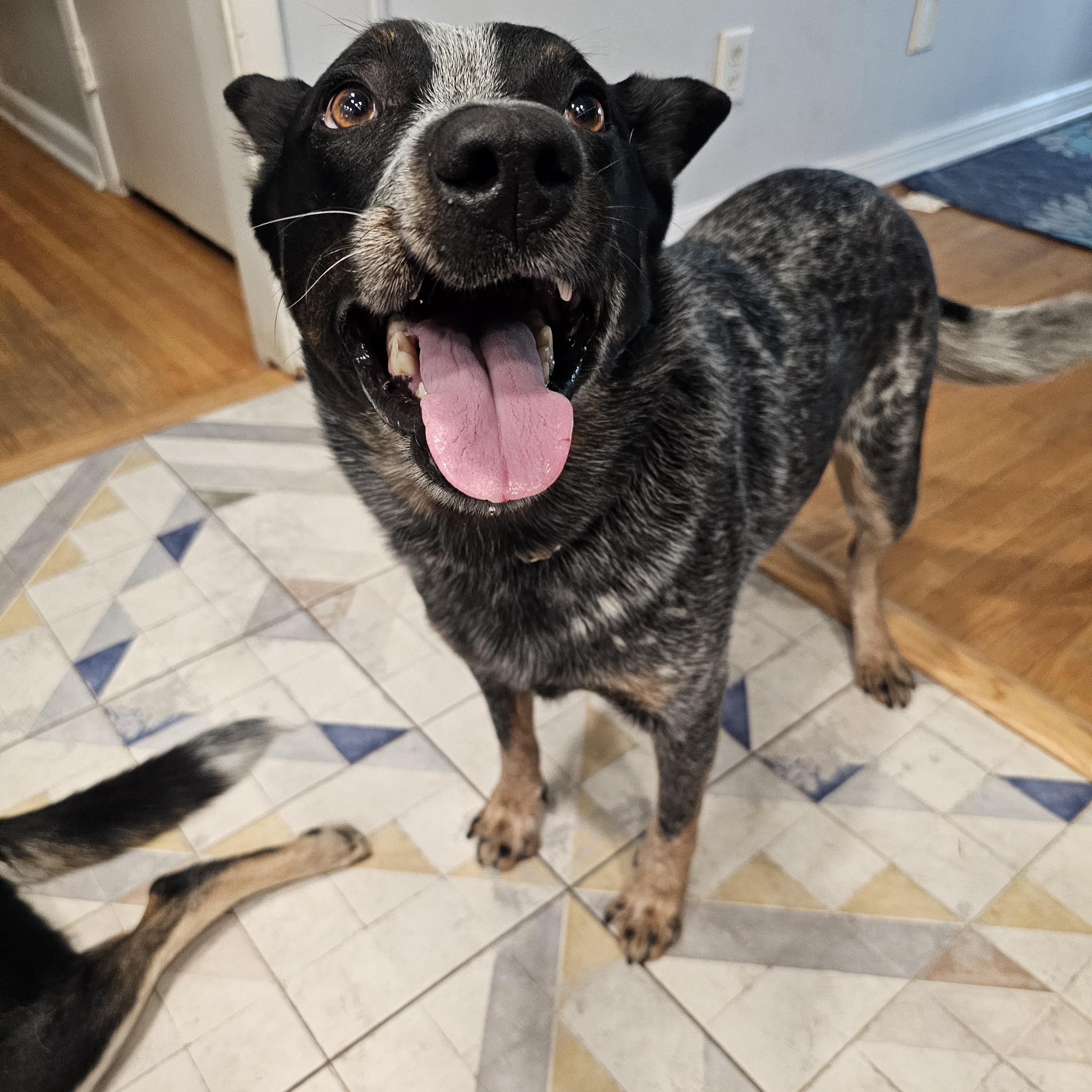 BENTLEY, a ADOPTABLE Australian Cattle Dog / Blue Heeler in Jacksonville, FL image 1/3