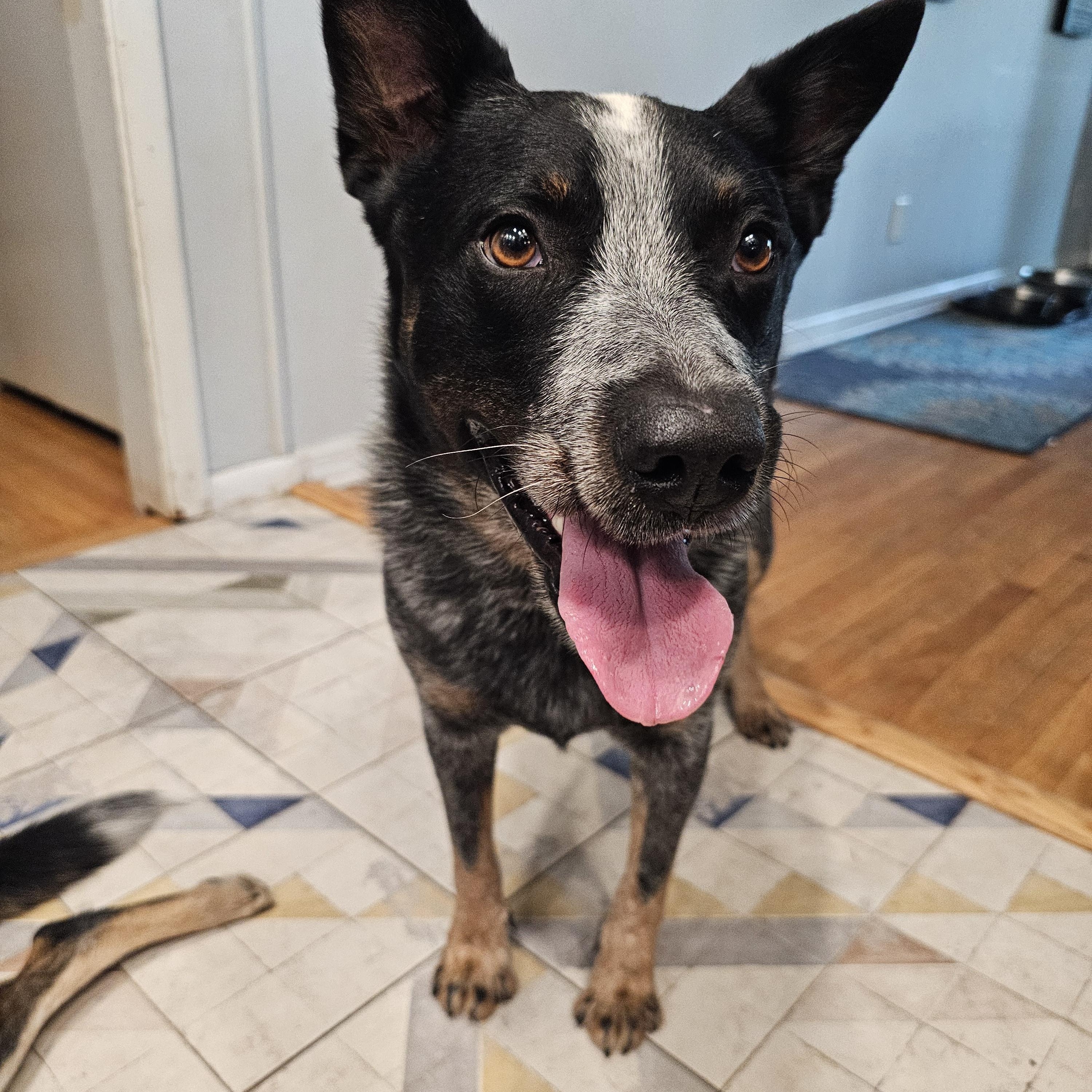BENTLEY, a ADOPTABLE Australian Cattle Dog / Blue Heeler in Jacksonville, FL image 3/3